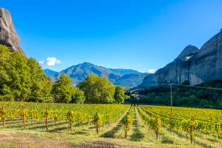 Sunny summer day in the rocks of Greek Kalambaka. Vineyard belonging to the rock monastery of Meteoraの写真素材