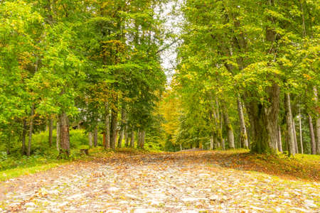 Quiet summer day in a leafy park. Old cobblestone road between treesの写真素材