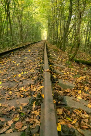 Tunnel Of Love in summer Ukraine. Rivne region. Railway in the dense deciduous forestの写真素材