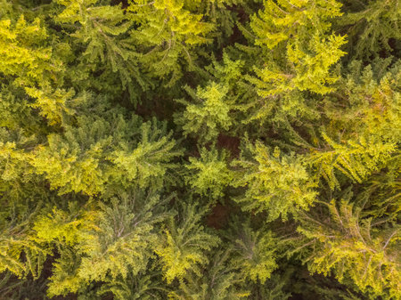 Sunny summer day and dense spruce forest. Aerial view flat lay
