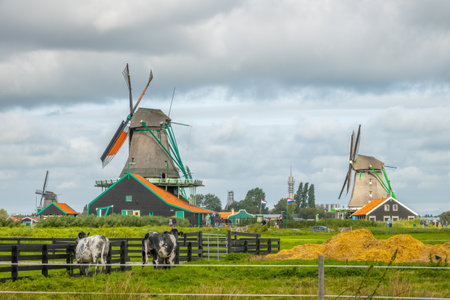 Netherlands. Cloudy summer day in the Zaanse Schans. Functioning Dutch windmills and cowsの写真素材