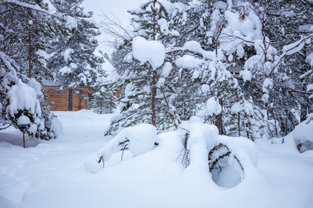 Winter twilight in a snowy Finnish forest. A log cottage among snowdrifts and treesの写真素材