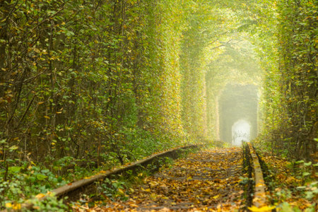 Sunny summer day in Rivne region of Ukraine. Tunnel of love in Klevan. Old rails in deciduous forestの写真素材
