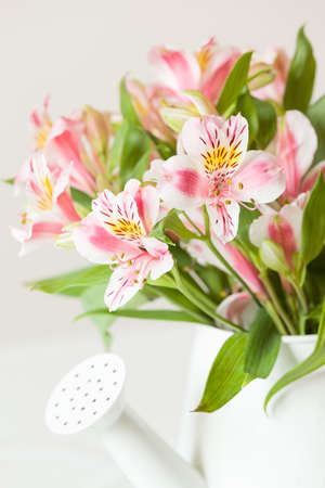 pink and white flowers in a white potの写真素材