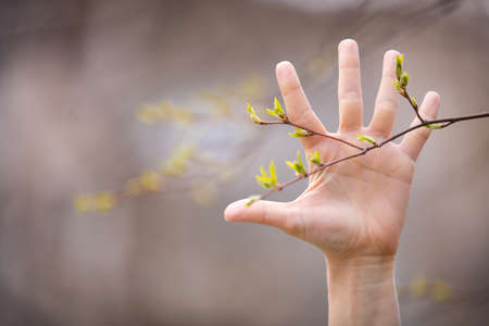 A hand and new spring tree leaves in a forest. Spring background. Preparations for Easterの写真素材