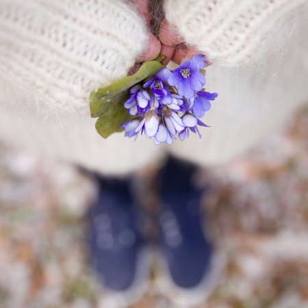 Beautiful snowdrops in hands of a young woman in white cardigan and blue shoes. First spring flowers in a forest. Beginning of spring in a forest.の写真素材