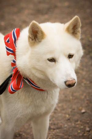 OSLO / NORWAY - May 17, 2010: National day in Norway. Norwegian dog at traditional celebration and parade on Karl Johans Gate street.の写真素材