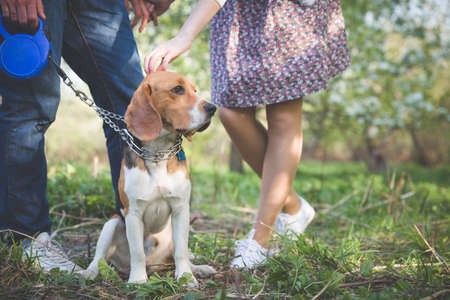 Close-upof  a dog. Woman and man with their nice dog in the park. summer walk with a dog. Beagle...