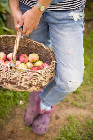 Closeup of vintage basket with organic apples in woman's hands. Garden harvest. Summer. outdoors. Woman holding a big basket of fruit. Healthy lifestyle and eating.の写真素材
