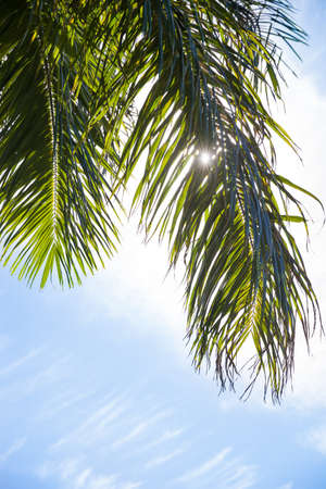 Tropical Palm Trees Jungle Nature Landscape Background Holiday Travel Design View. Blue sky. Palm tree.の写真素材