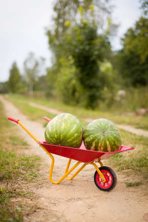 Two large watermelons on the garden cart. Harvest in the countryside. Watermelons in the village.