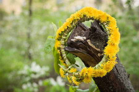 Beautiful summer wreath of dandelions on the old tree. Summer memories and outdoor walksの写真素材