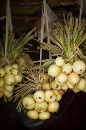 Organic white onions and shallots hanging on wooden background. Harvest. Garden. Health concept.の写真素材