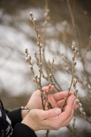 Woman holding willow branches in her hands at the beginning of spring. Willow branches in female...