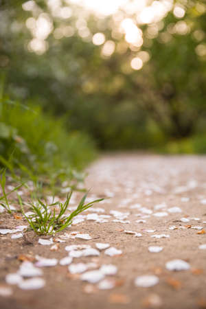 Apple trees petals on the path in the Park. Spring background. Outdoors. Blooming trees.の写真素材