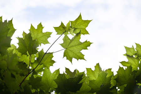 fresh green maple leaves on the blue sky background. Trees outdoor.の写真素材