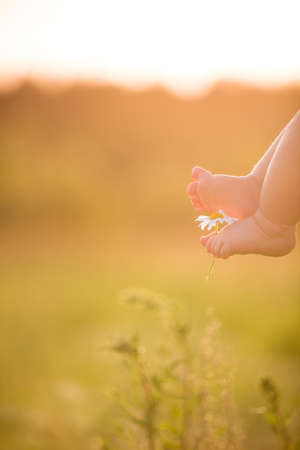 Bare feet of a cute baby on the summer background. Childhood in the farm. Small bare feet of a little baby boy or girl.の写真素材