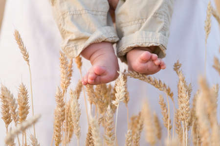 Closeup of baby's bare feet with ears of wheat as background. Woman holding little baby in the field on a sunny summer day. Outdoors.の写真素材