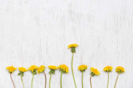 Dandelions on wooden white background. Top view. Spring, Summer concept. Flowers on white...