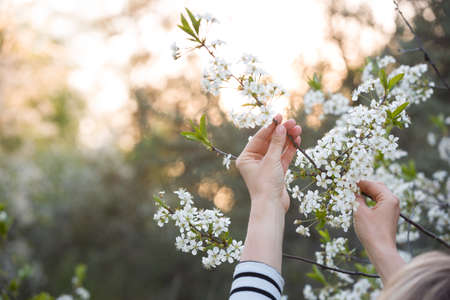 Closeup of woman's hands holding branch of blooming cherry tree in the park on a sunny day. Spring blossom in the garden.の写真素材