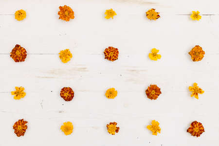 Top view on Marigolds (Tagetes erecta, Mexican marigold, Aztec marigold, African marigold) on white wooden background.の写真素材