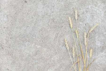 bunch of golden ears of wheat on concrete background. Flat layの写真素材