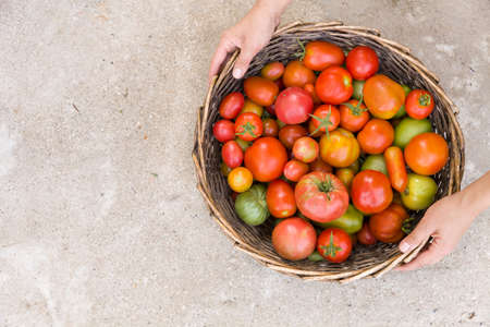 Top view on woman's hands holding basket full of fresh organic tomatoes on cement background. Vegetable harvest. Gardening conceptの写真素材