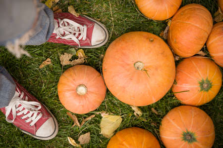 Pile of cute pumpkins at pumpkin patch. Seasonal Pumpkins outdoors. Background for fall, autumn, Halloween, Thanksgiving, seasonal display, concept.の写真素材