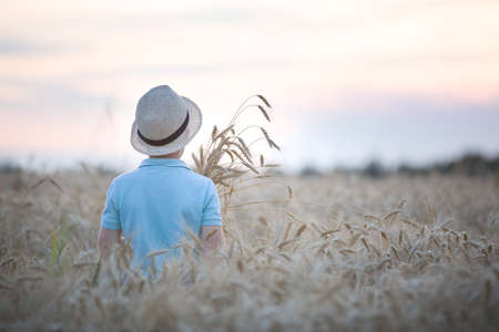 Back view on cute kid boy in straw hat walking in the wheat field on beautiful sunset. Child on the meadow.の写真素材