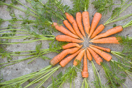 Top view on freshly picked organic carrots  with green tops placed in a circle on concrete background. Healthy food and lifestyle concept.の写真素材
