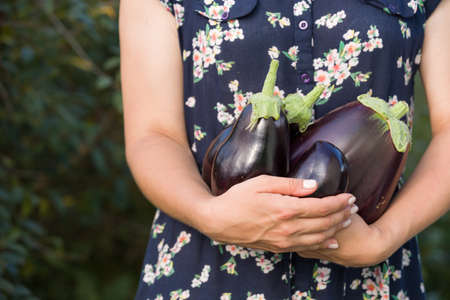 Closeup of big organic eggplants in woman's hands. Farming and gardening. Healthy food conceptの写真素材