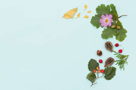 Top view on  different plants, nuts and flowers on turquoise wooden background.   autumn concept