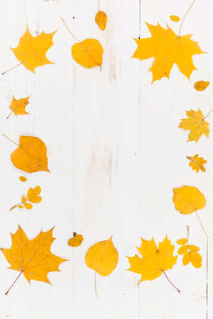 Top view on frame made of yellow autumn leaves (maple and lime) on white wooden backgroundの写真素材