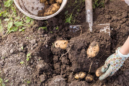 Closeup of woman's hands with vegetables. Digging potatoes with shovel on the field from soil. Havest in autumnの写真素材