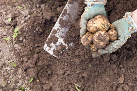 Closeup of woman's hands with vegetables. Digging potatoes with shovel on the field from soil. Havest in autumnの写真素材