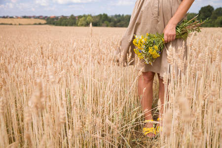 Closeup of  woman hands holding wild yellow flowers. Girl walking on the wheat field and enjoying sun. Summer background. Girl walking on the meadow. Lifestyle and happiness, freedom conceptの写真素材
