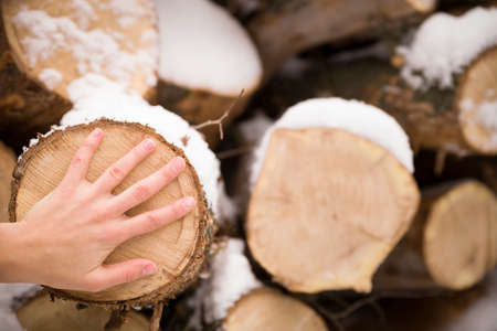 Pile of old tree stumps with snow and man's hand. Person touching tree stump.の写真素材