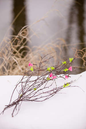Tree branches decorated with color tissue paper leaves laying on snow. Crafting.の写真素材