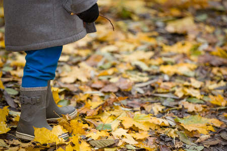 Closeup of toddler's rubber boots on bright autumn leaves background. Child walking in the park.