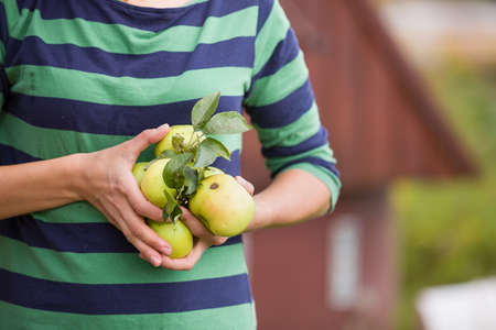 Closeup of woman's hands holding organic green apples picked in the garden.の写真素材