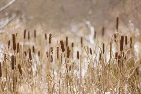 Autumn or winter landscape with dry flowers and grass.の写真素材
