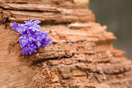 Beautiful snowdrops on old wood background. first spring flowers in a forest. Beginning of spring in a forest. Wild flowers on wooden background. spring concept.の写真素材