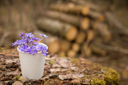 Beautiful snowdrops in a paper cup on old wood background. first spring flowers in a forest.  Wild flowers on wooden background. spring concept.の写真素材