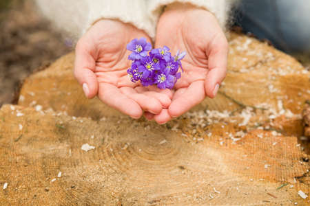 Closeup of woman's hand holding first spring flowers on old tree's stump. primroses or snowdrops in the forest.の写真素材