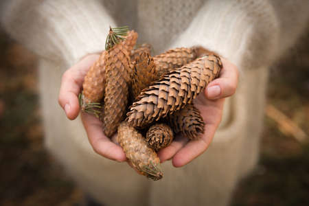 Top view on woman's hands full of pine cones. Christmas, holidays and winter conceptの写真素材
