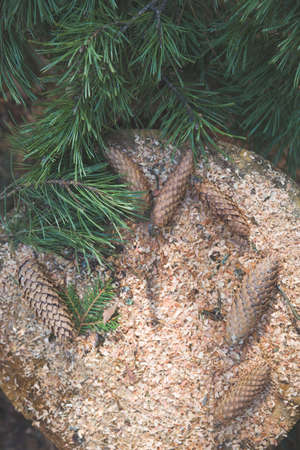 Top view on pinecones and pine branches on old tree stump. Nature.の写真素材