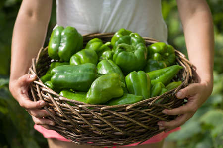 Closeup of woman's hands holding nice basket full of fresh organic paprika on garden background. Girl picking up vegetables in the greenhouse on sunny summer day. Healthy food conceptの写真素材