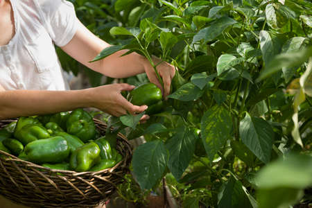 Closeup of woman's hands holding nice basket full of fresh organic paprika on garden background. Girl picking up vegetables in the greenhouse on sunny summer day. Healthy food conceptの写真素材