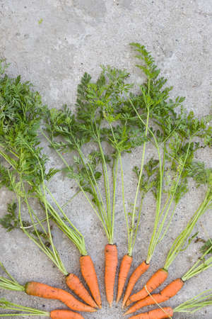 Top view on freshly picked organic carrots  with green tops placed in a circle on concrete background. Healthy food and lifestyle concept.の写真素材