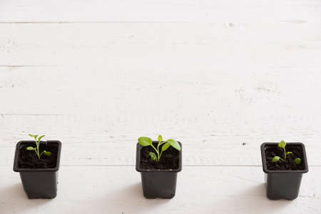 Top view on plastic containers with young baby plants growing on fertile soil. Agriculture. Small Growing Cantaloupe Sprouts on white background. Garden grow vegetables. Eco.の写真素材